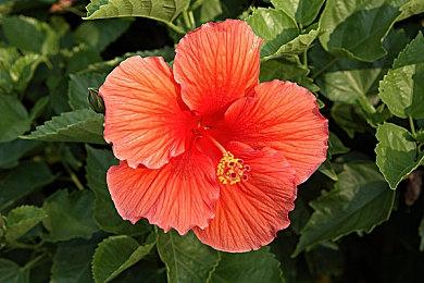 法国开发商《蓝精灵卡丁车》公布 游戏截图公开